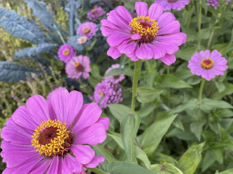 Southern Exposure Seed Exchange Blog